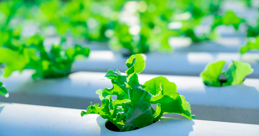 Hydroponics: The Most Used Hydroponic Systems