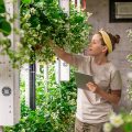 woman-gardener-vertical-farming