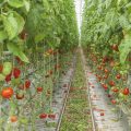 hydroponic-garden-tomatoes