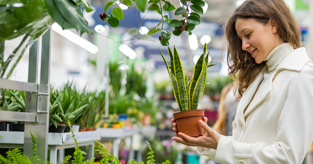 Health Benefits of Indoor Plants